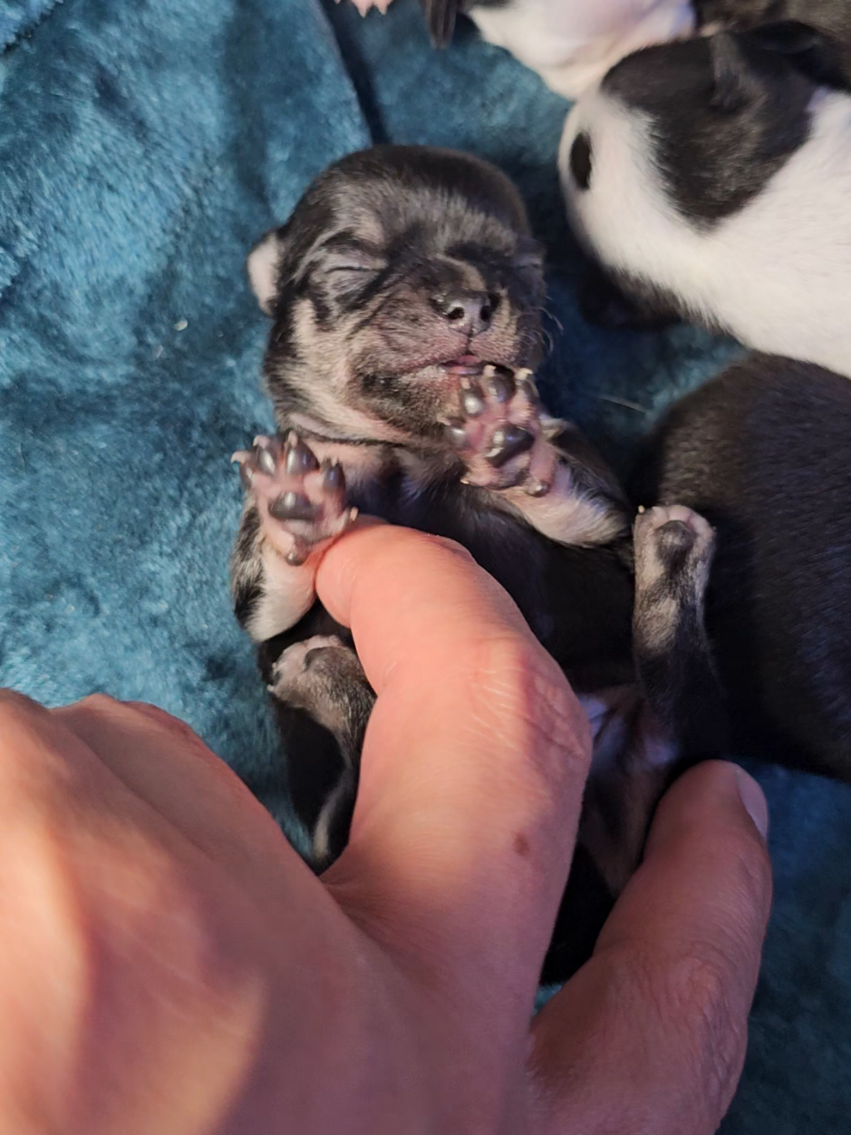 CHIHUAHUAS  #chihuahua  #chihuahuas  #perro  #perros   #cachorro 