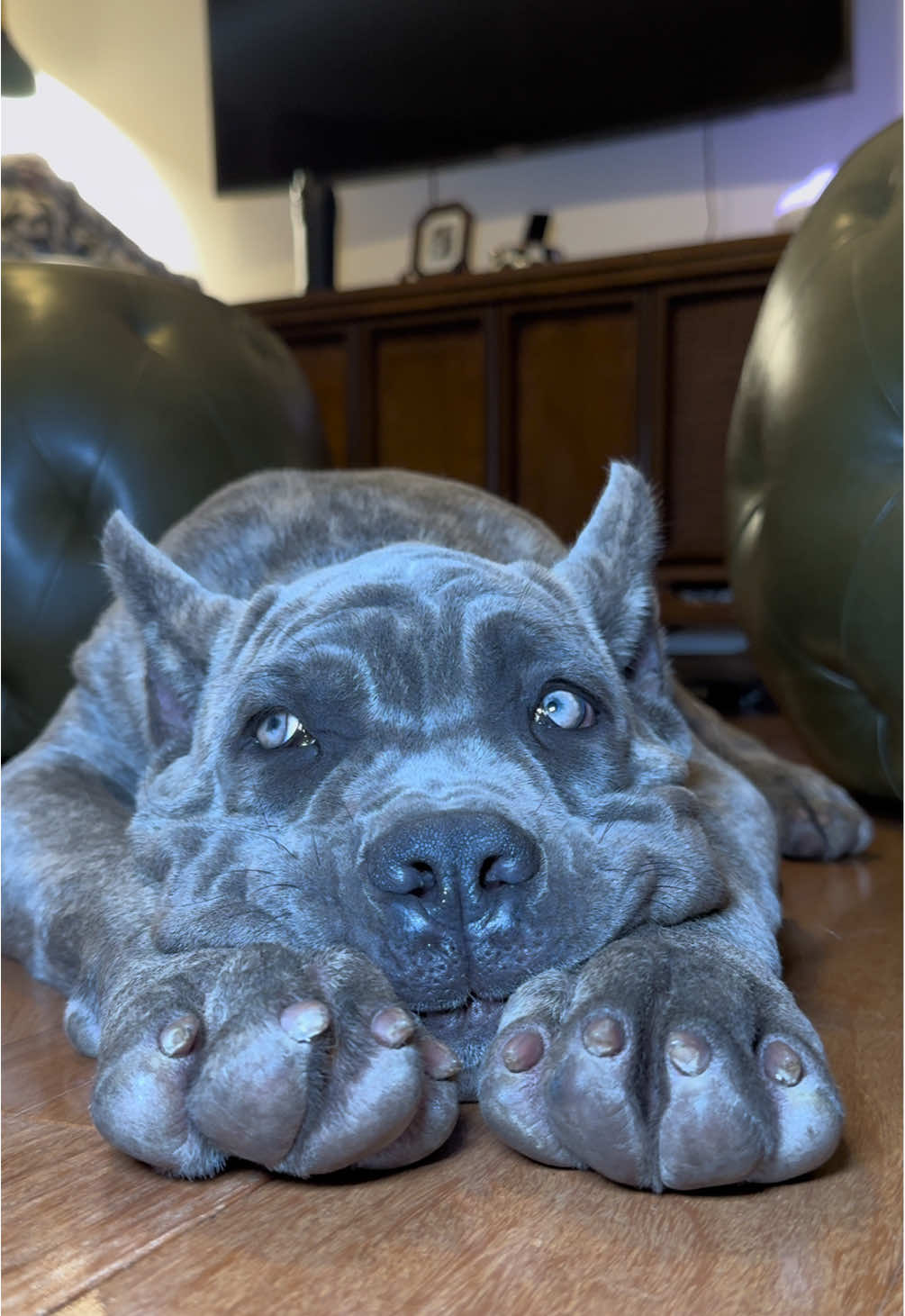 #canecorso #corso #canecorsopuppy #dogtok #canecorsosoftiktok 