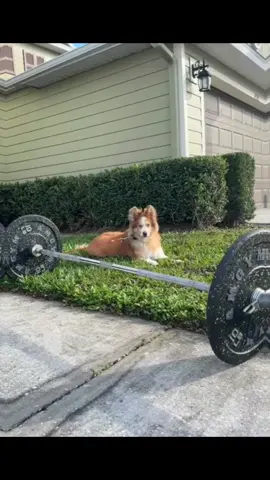 Miss my workouts with you. Always my favorite time of day 💛💛#petloss #souldog #gym #petgrief #rainbowbridge 