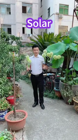 MG SOLAR Led Lampu Solar Lights 3-head Simulation Dandelion Bunga Hiasan Palsu Decoration Lamp For Outdoor Lawn Balcony #good #foryou #fyp #Lampu #Solar 