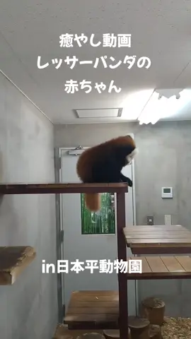 #投稿でゲット #レッサーパンダ #レッサーパンダ赤ちゃん #日本平動物園 #