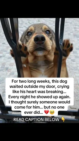 He wouldn’t stop crying… so I followed him. My heart sank!! His tiny puppy was barely breathing, covered in fleas and ticks. 😢 Some neighbors tried a few sprays, but they were toxic. He started coughing and got even worse. I was terrified. 😞 Then my veterinarian friend, Dr. Miller, told me about BugMD. A global brand focused on natural, pet-safe solutions that kill fleas, ticks, and eggs fast. Within days, both were healthy again… and finally safe. ❤️🐶 For everyone out there with the same problem I've linked the Amazon link in my bio 🔗