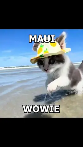 🗣️ 🗣️ MAUI WOWIE 🔥 🔥 #kidcudi #mauiwowie #catsoftiktok #catedit #cat