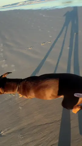 Saudades de floripa #cachorro #doberman #nero