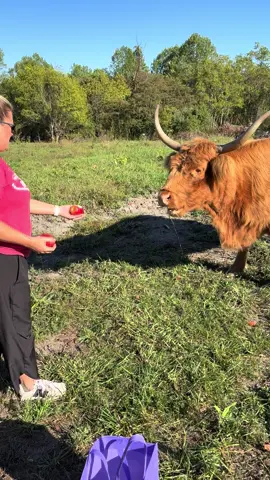 Reba loves 🍎! #highlandcows 