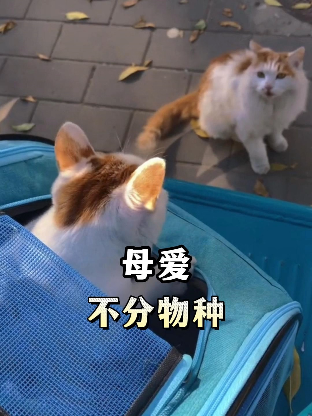 猫咪的母爱丝毫不输人类 #宠物 #猫 #猫のいる暮らし #母爱 #母親