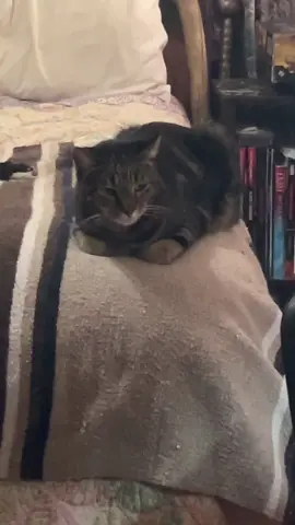 🤔 🤨 #prince #cats #cattok 