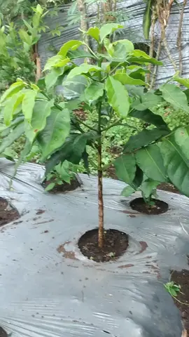 #edidisi cuci mata#lihat yang hijau hijau#ateng super#asam keprok#lede kaliber#