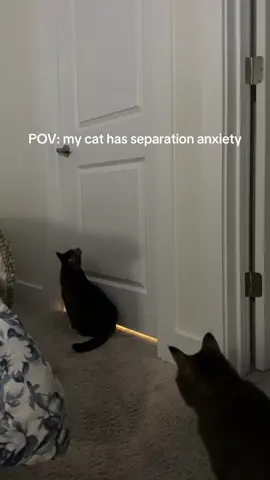 he will stay at the door till his dad get out the bathroom his nonstop meows are so cute😂 #seperationanxiety #tripodcat #catsoftiktok #relatable #pov 