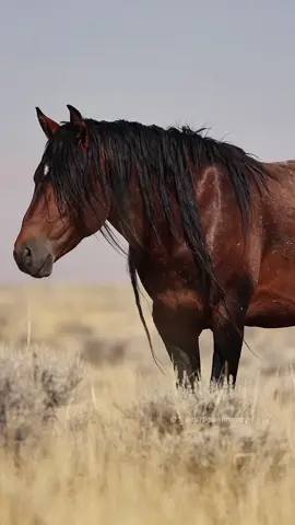 I’ve photographed thousands of horses in my career, but nothing compares to a moment like this, standing just yards away from a wild stallion of the McCullough Peaks herd. These horses roam over 100,000 acres of Cody, Wyoming’s rugged high desert country and are truly symbolic of what we call the “Wild West.” #wildhorses #mustang #horse #equinephotography #equestrian 