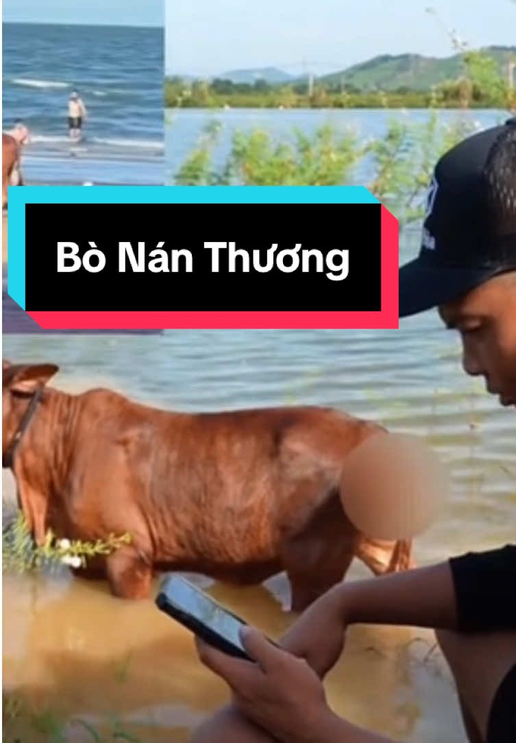 Ai còn thấy con bò nào không và Cái Kết.     Nguồn:LK Hòa #lkhoa #câucagiaitri #Đammelakhongbo 