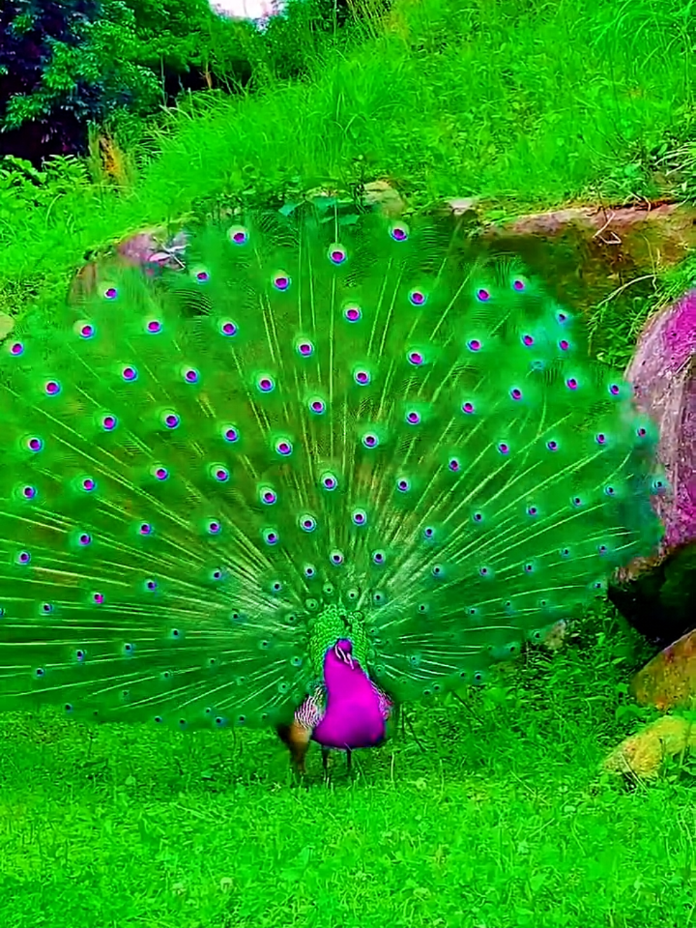 #bird #beauty #varilvideo #foryoupage #trending 