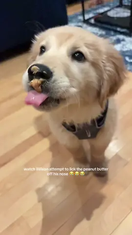 He did it! #funnydog #goldenretriever