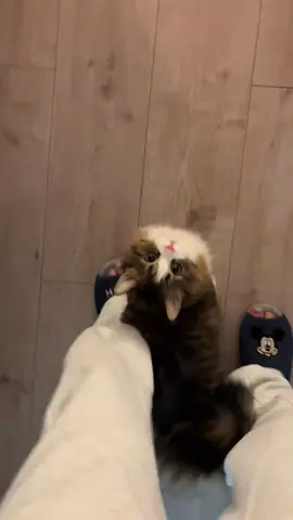 #meow #catsoftiktok #cat #kitty 