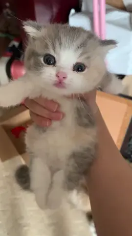 #catsoftiktok #kitty #cats #fypage 