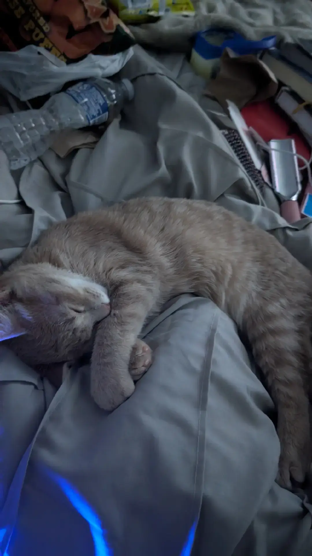 my baby my baby #tiktokcats #orangecats #kitten #fyo 