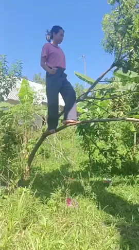 pohon jambu menyapa 