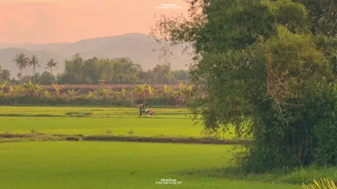 Càng lớn, người ta càng dễ nhớ về những điều đã cũ. Nhớ nồi nước bốc khói trong gian bếp nhỏ, nhớ đàn cò bay giữa trời xanh, nhớ cả bẹ cau nằm im trên vạt đất sau vườn… Tất cả bỗng hóa thành ký ức, nằm yên đâu đó trong lòng.