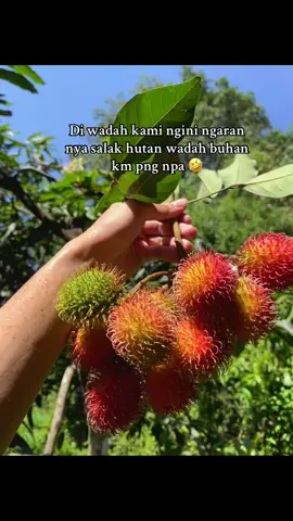 Wadah buhan km npa ngrn nya 😆#rambutankalimantan #salakhutan 