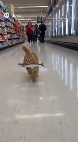 #soraai #funnyanimal #cat #FunnyPets 