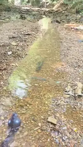 🤣🤣.. . #tiktok #virał #fyp #video #ughangocu #ocupride #ocukampar #oculus #ocupride🔥 #moonts? #xzyabc #lewatberanda #angker #castingfishing🎣 #hampala #joranmelengkung 
