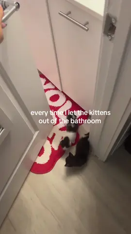 #kitten #finalvictoryanimalshelter 