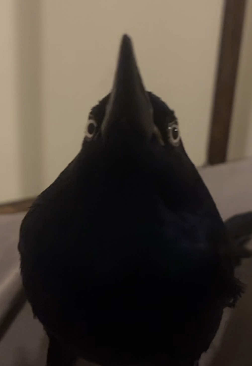why did i MAKE THIS  the voices won’t stop the voices won’t stop the voices won’t stop the voices won’t stop  #bird #grackle #finch #helpme #birdtok 