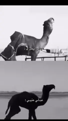 هههههههههه احبكم #مطير #اكسبلور #عتيبه #foryou #fyp 