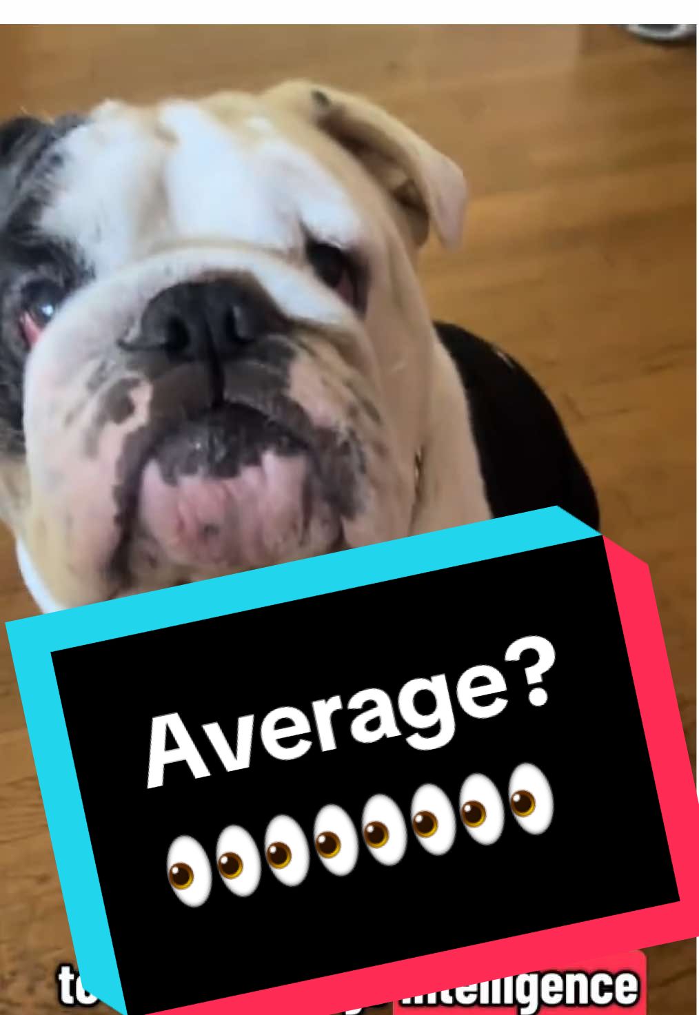 He’s a Smart Boy ❤️🐾🐶#bashardotheenglishbulldog #bashtheenglishbulldog #englishbulldog 