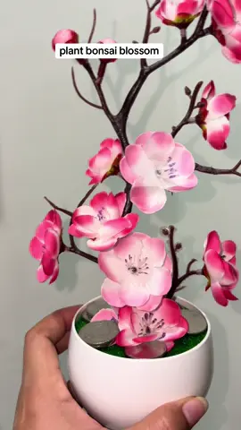 plant bonsai blossom #bonsai #plantbased #blossomplants 