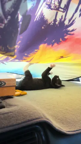 We could use some help with the cost of neutering Pearl’s babies. The kittens are four and a half months old now so we need to get that done soon. Any amount will be greatly appreciated. #neutering #kitties #kittens #wishlist #spayneuter