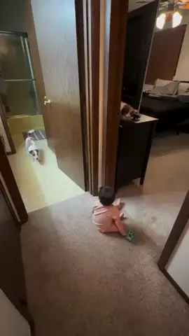 Funny dog video