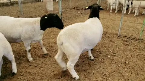 #agriculturelife #dorpersheep #ugandatiktok #kenyantiktok🇰🇪 #nairobitiktokers 