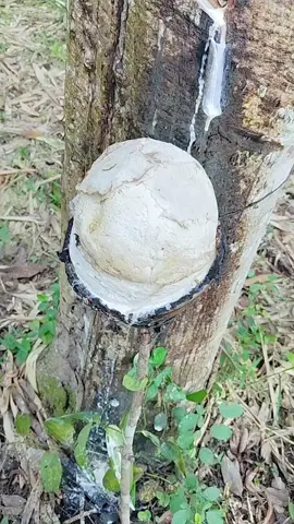 Vายยางไปหานางแน่นอน 😁😁✌️✌️  #ลุงพงษ์สุราษฎร์ธานี 