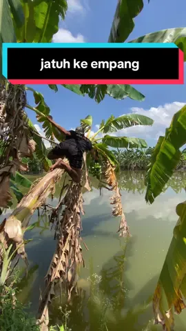 pas ambil sarang kutilang malah jatuh nyebur empang #bolang #cakluqchannel #cariburung #sarangburung 