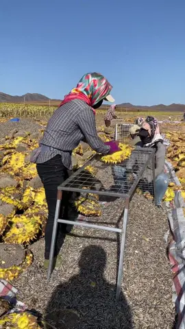 It's again the season for harvesting sunflower seeds! #Skill #tips #sunflower #harvest #autumn #creative #AmazingChinesePeople #farming #happylife #share Cr: Douyin dyxgxm5mhxbg