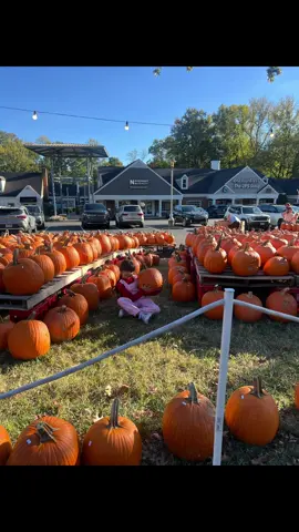 #parati #octubre2025 #halloween #calabazasdehalloween 