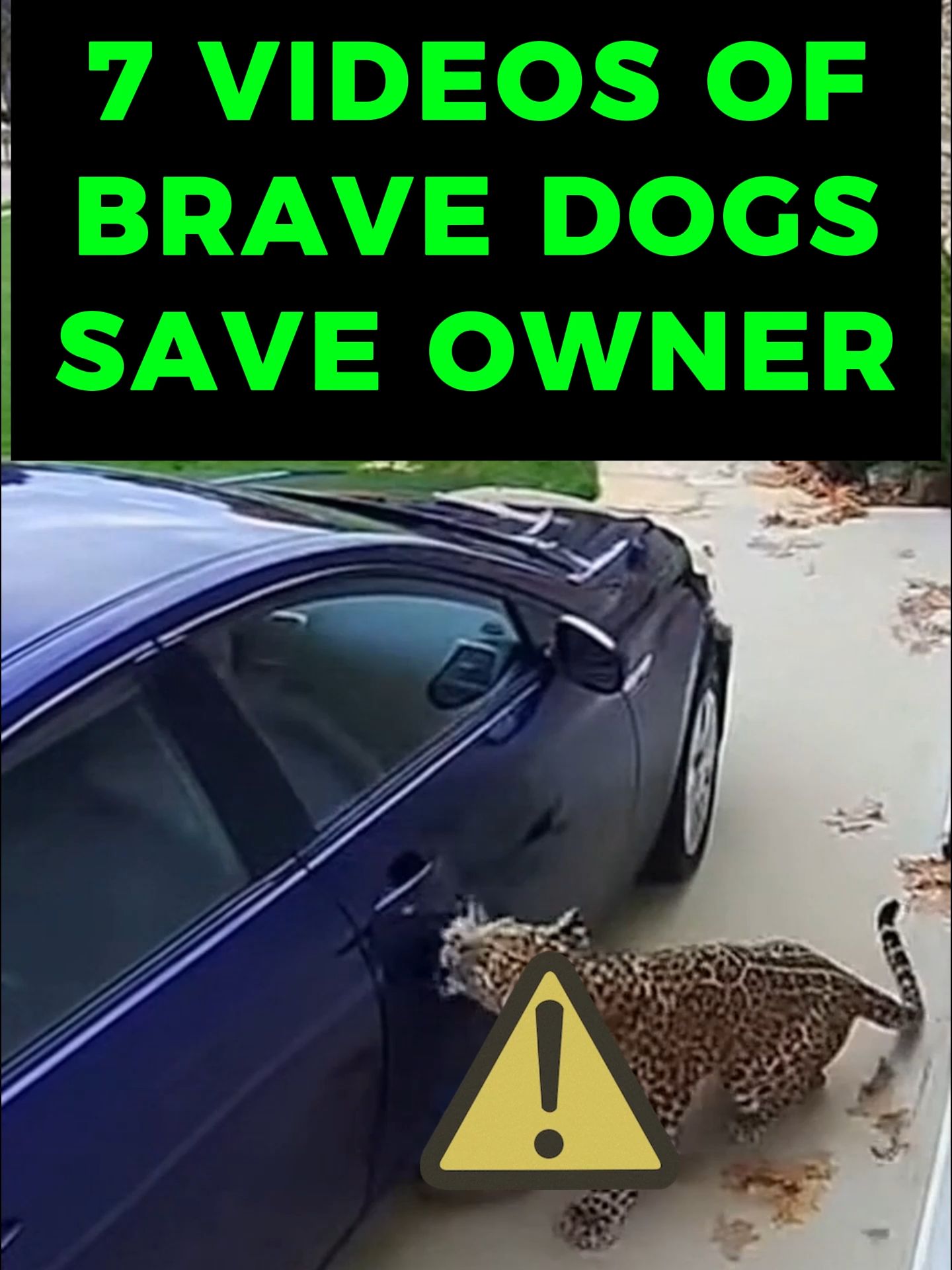 7 CCTV Video of Brave Dogs Saved Owner #wildanimal #dogshort #pitbull #wildlife #animalfight