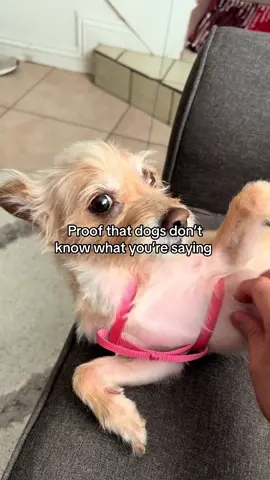 Why can he lowkey understand what I’m sayin 😭🙏 side eyeing me #fyp #foryou #foryoupage #relatable #mexican 