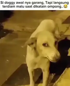 Anjing Ini Marah dan Garang Sama Orang. Pas Di Katain Ompong Langsug Diam Dan Malu🤣🤣😅😅😂😂😁😁😆😆 #Jakartaku 