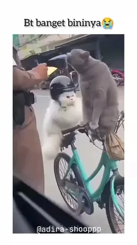 🤣😭#kucinglucu #fyppp #foryour #vidioviral #vidioviraltiktok 