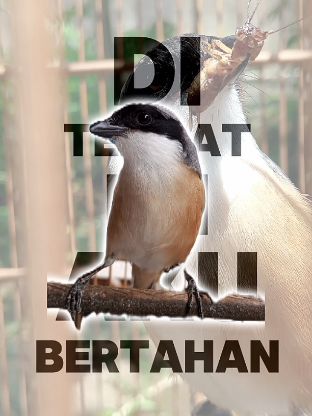 #pentetmaniaindonesia #cendetmaniaindonesia #burungkicauindonesia 