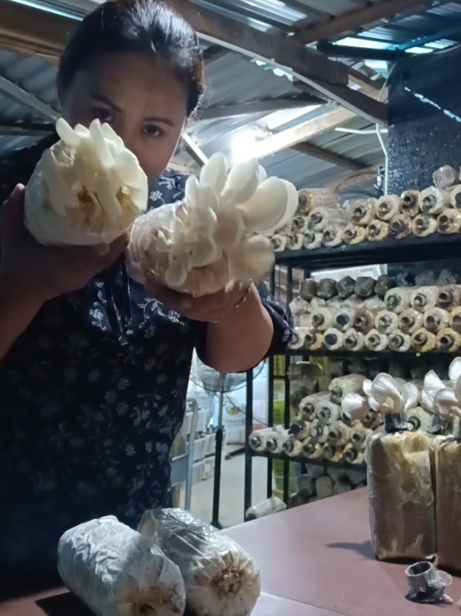 Minggu ini ramai yang Order bongkah Tiram putih tapi tak pasti cara penjagaan bongkah yang betul sehingga boleh menghasilkan cendawan tiram putih yang tumbuh merimbun seperti di ladang kami.  #mygap #ladangcendawanserian #ladangcendawancendawan #cendawansarawak #CapCut 