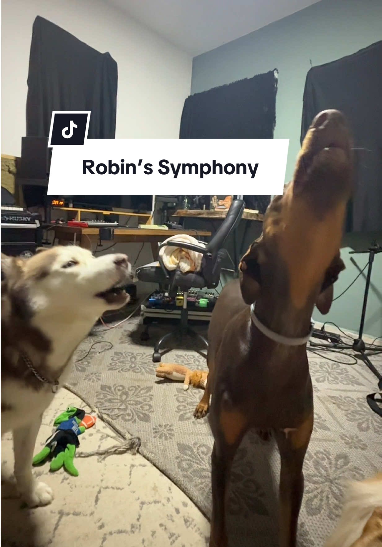 La sinfonía de Robin 🎤👹🐺 #robinypretzel #husky #huskysiberiano #dogsofttiktok 