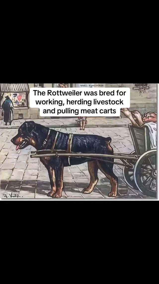 #rottweiler #dog #puppy #rottie #rottweilermom 