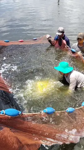 Tôm giống Việt Mỹ 21 con 112 ngày, xã Gành Hào - Cà Mau #tomgiongvietmy #nuoitomcongnghecao #tom 