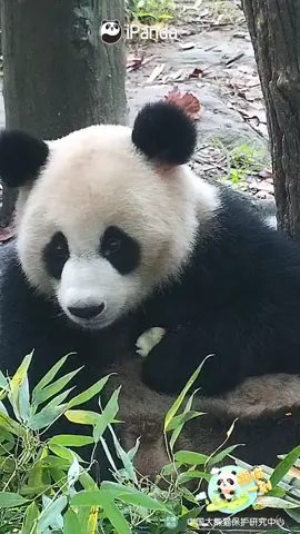 Footsteps! Gotta watch my apple carefully. (Qiao Yi) #panda #fyp #animal #cute #funny