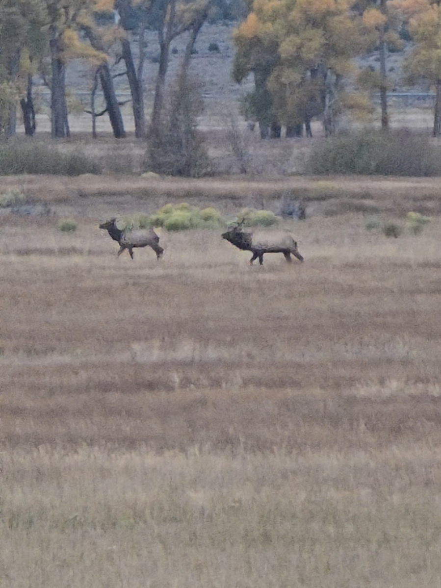 30 bulls mostly 6x6 biggest was 8x7. over 250 elk. 😍 Most magnificent animals!  #elk #colorado 