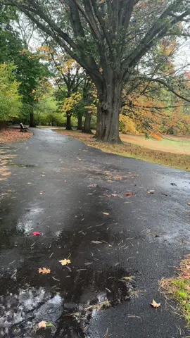 🍂🍁 #rain #calm #goodnight #autumn #fall 