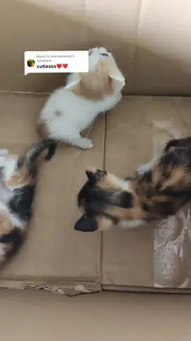 Replying to @mariankadoo some update: the kittens have fleas 😭 I'll make sure to give them a bath. #fypシ゚ #cute #catsoftiktok #kitten #cat 